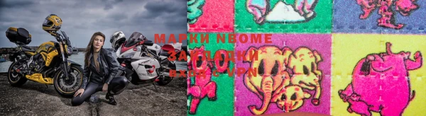 хмурый Аркадак