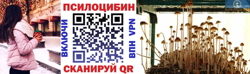 закладка  Ряжск  Псилоцибиновые грибы Cubensis 